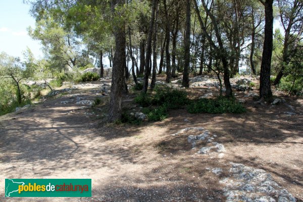 Olèrdola - Necròpolis del Pla dels Albats (Foto: Albert Esteves, 2012) Olèrdola - Necròpolis del Pla dels Albats
