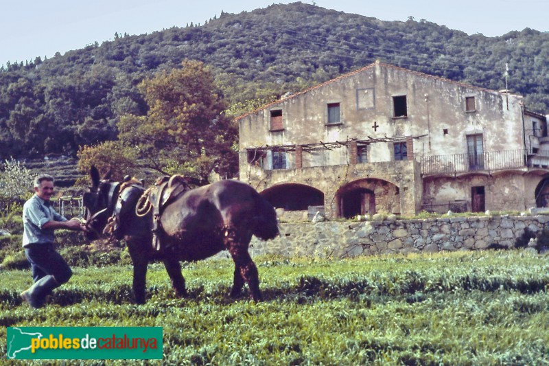 Maçanet de Cabrenys - Can Muntada, abans de la restauració (Foto: Louis Schouleur, 1981) Maçanet de Cabrenys - Can Muntada, abans de la restauració