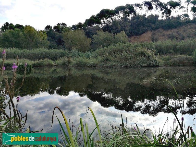 Barberà del Vallès - Aiguamolls del Molí Vermell (Foto: Rigobert Carbonell, 2022) Barberà del Vallès - Aiguamolls del Molí Vermell