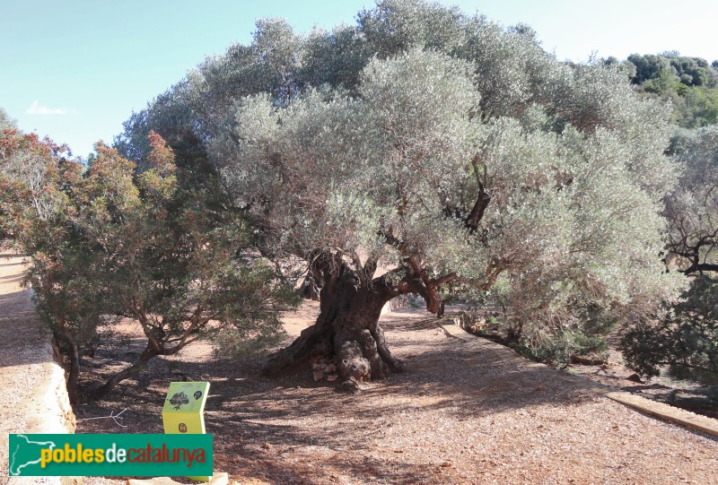 Alcanar - Ermita de la Mare de Déu del Remei. Olivera mil·lenària (Foto: Albert Esteves, 2023) Alcanar - Ermita de la Mare de Déu del Remei. Olivera mil·lenària