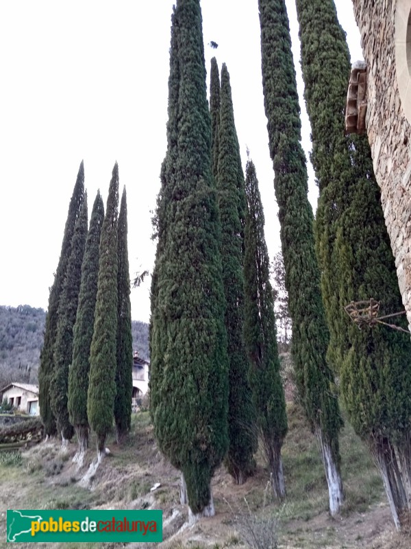 Vic - Xiprers al costat de la capella de Santa Margarida (Foto: Adam Macià, 2025) Vic - Xiprers al costat de la capella de Santa Margarida