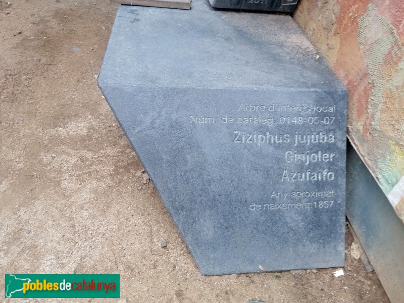 Barcelona - Pati del ginjoler (Foto: Valentí Pons, 2025) Barcelona - Pati del ginjoler