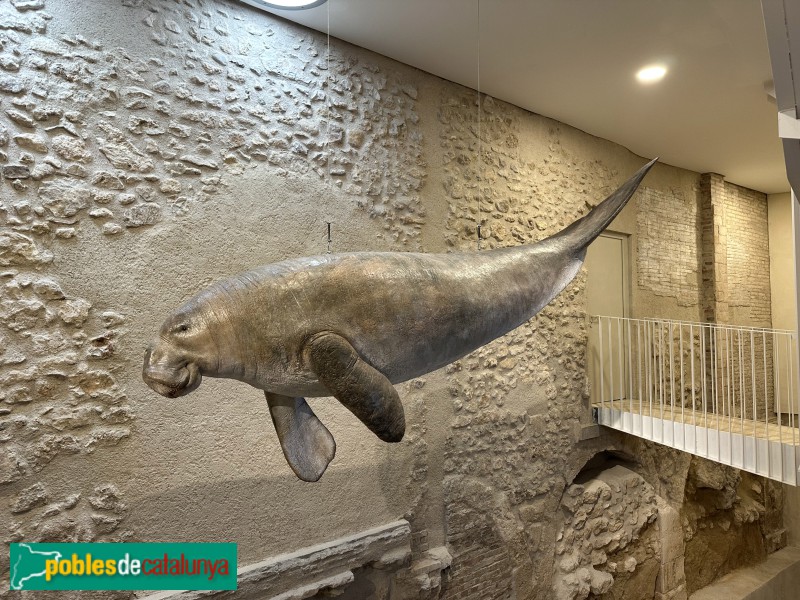 Vilafranca del Penedès - Vinseum. Reproducció del sireni, fòssil descobert a Olèrdola l'any 1869